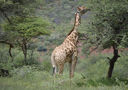Giraffe